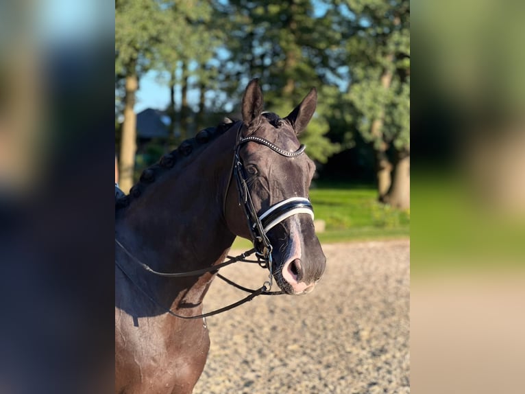 Hanoverian Gelding 8 years 17 hh Black in Abbendorf