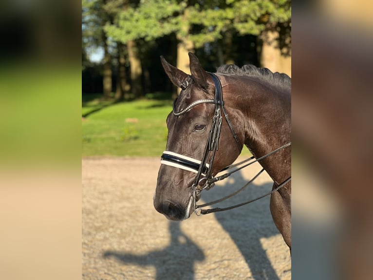 Hanoverian Gelding 8 years 17 hh Black in Abbendorf