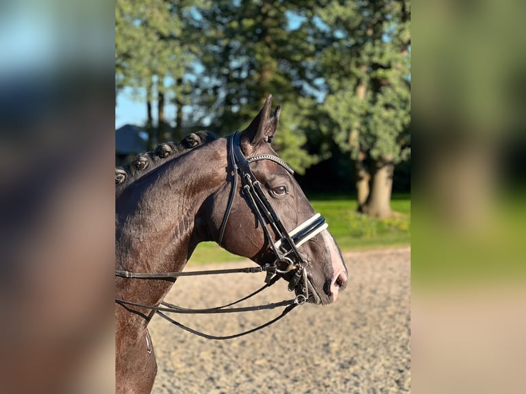 Hanoverian Gelding 8 years 17 hh Black in Abbendorf