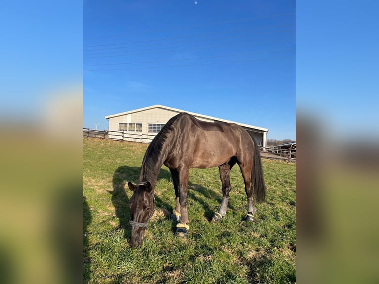 Hanoverian Gelding 8 years 17 hh Black in Gro&#xDF;maischeid