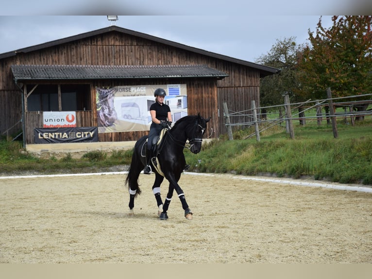 Hanoverian Gelding 8 years 17 hh Black in Nettingsdorf