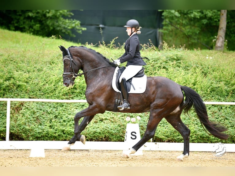 Hanoverian Gelding 8 years 17 hh Black in Nettingsdorf