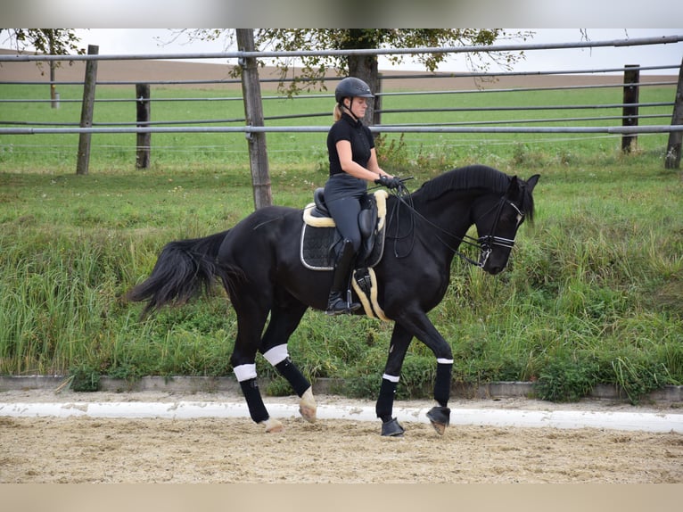Hanoverian Gelding 8 years 17 hh Black in Nettingsdorf
