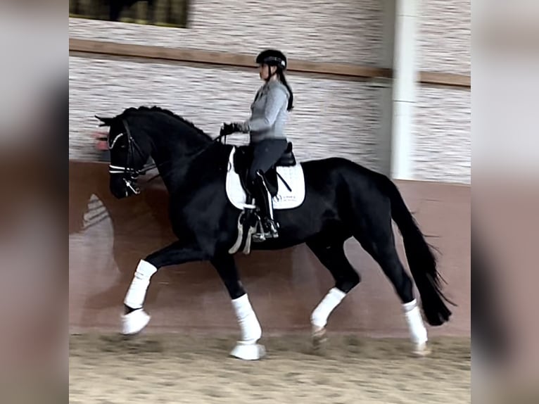 Hanoverian Gelding 8 years 17 hh Black in Wehringen