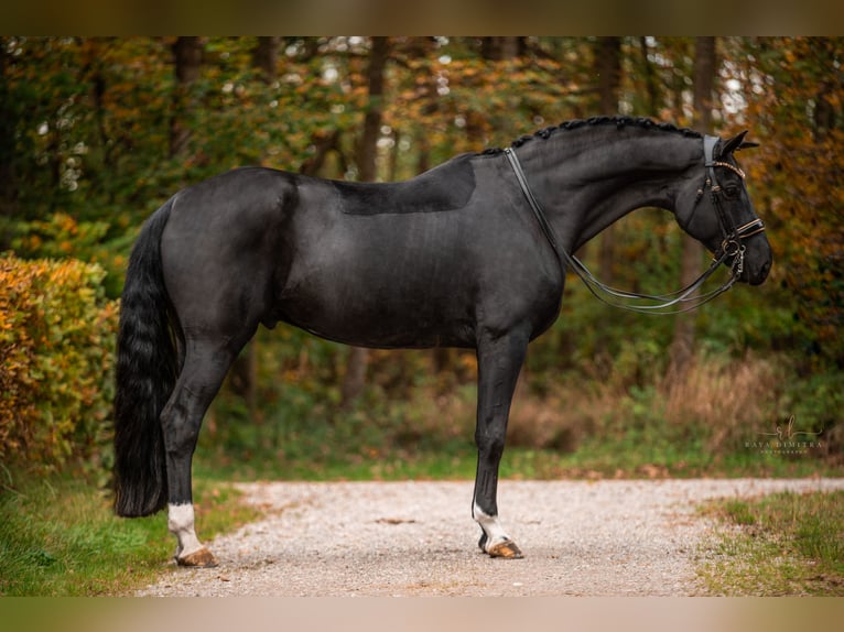 Hanoverian Gelding 8 years 17 hh Black in Wehringen