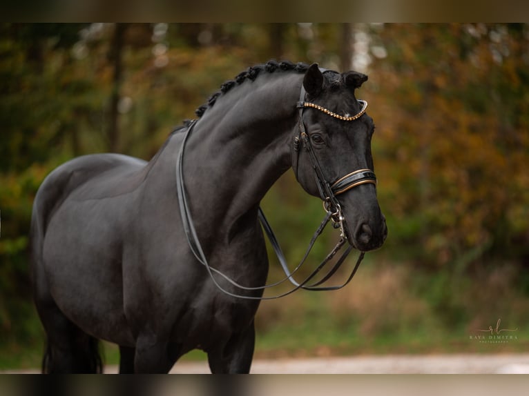 Hanoverian Gelding 8 years 17 hh Black in Wehringen