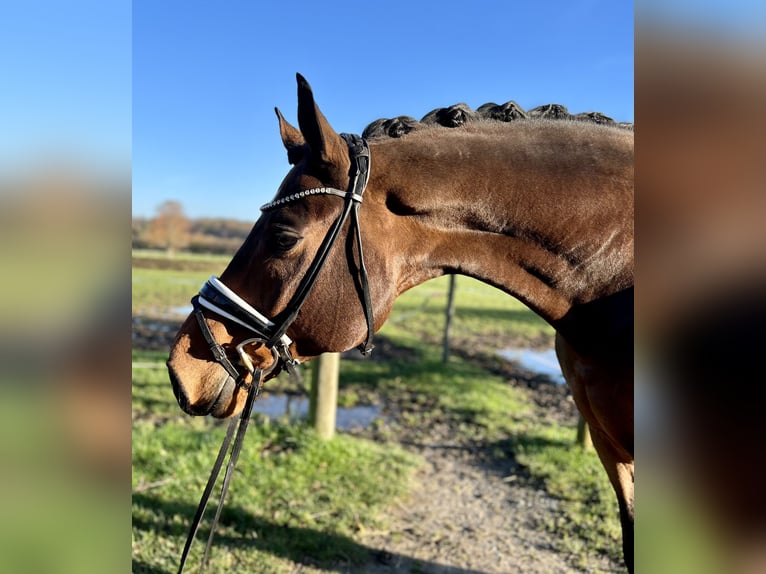 Hanoverian Gelding 8 years 17 hh Brown in Lage