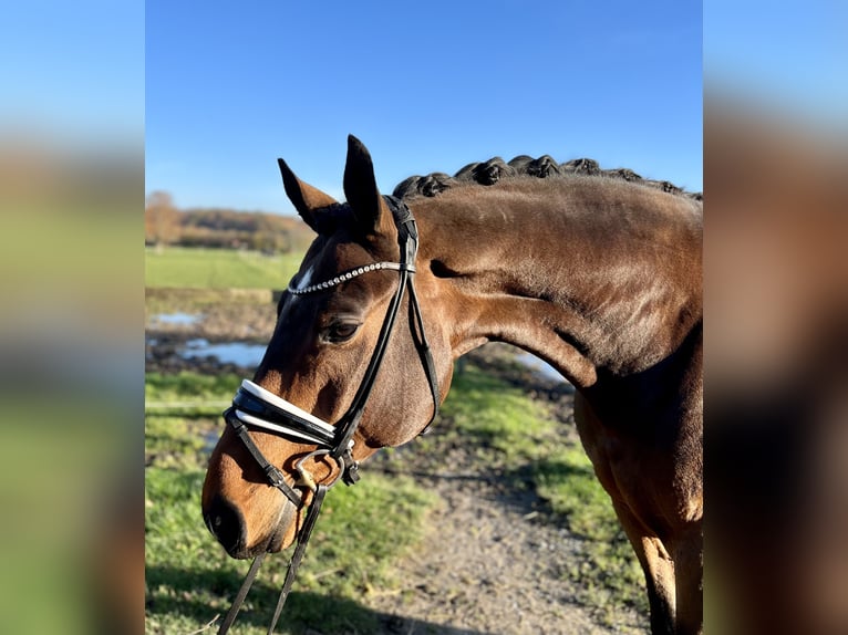 Hanoverian Gelding 8 years 17 hh Brown in Lage