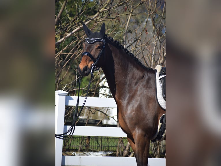 Hanoverian Gelding 8 years 17 hh Brown in Dätgen