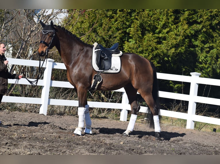 Hanoverian Gelding 8 years 17 hh Brown in Dätgen
