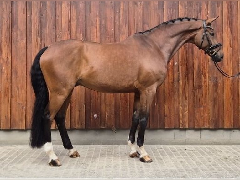 Hanoverian Gelding 8 years 17 hh Brown in Stoetze