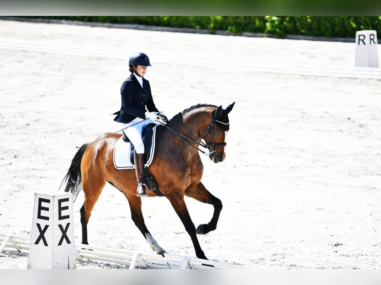 Hanoverian Gelding 8 years 17 hh Brown in Zalesie G&#xF3;rne