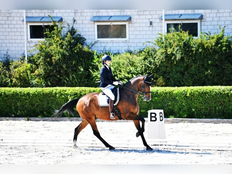 Hanoverian Gelding 8 years 17 hh Brown in Zalesie G&#xF3;rne
