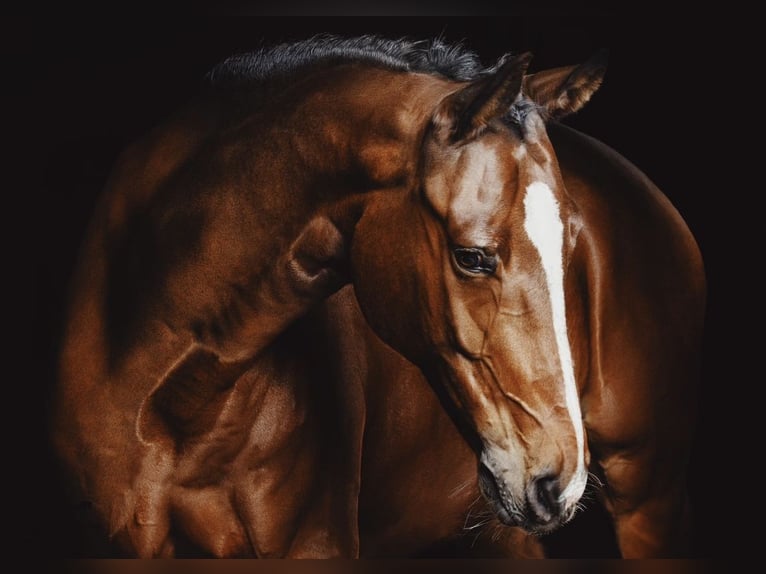Hanoverian Gelding 8 years 17 hh Brown in Zalesie G&#xF3;rne