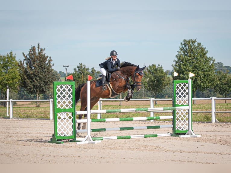 Hanoverian Gelding 8 years 17 hh Brown in Prag