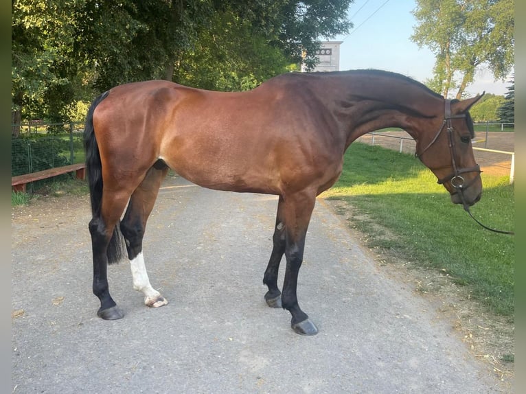 Hanoverian Gelding 8 years 17 hh Brown in Prag