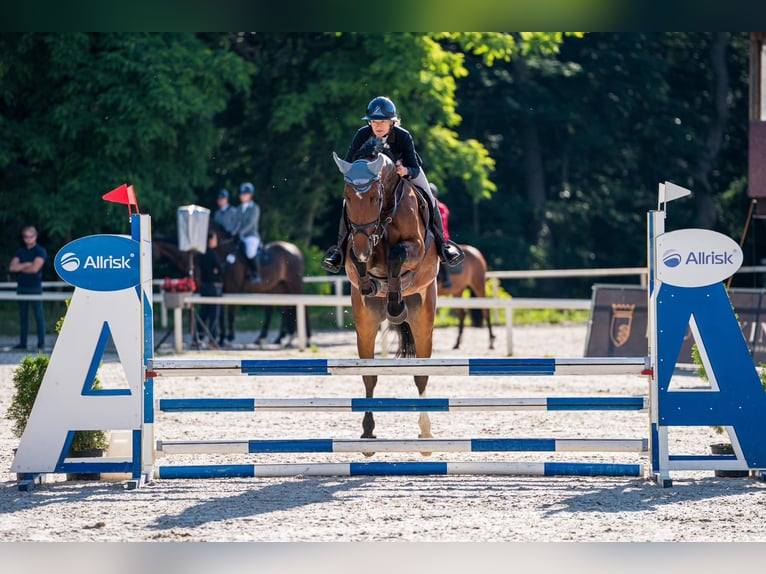 Hanoverian Gelding 8 years 17 hh Brown in Prag