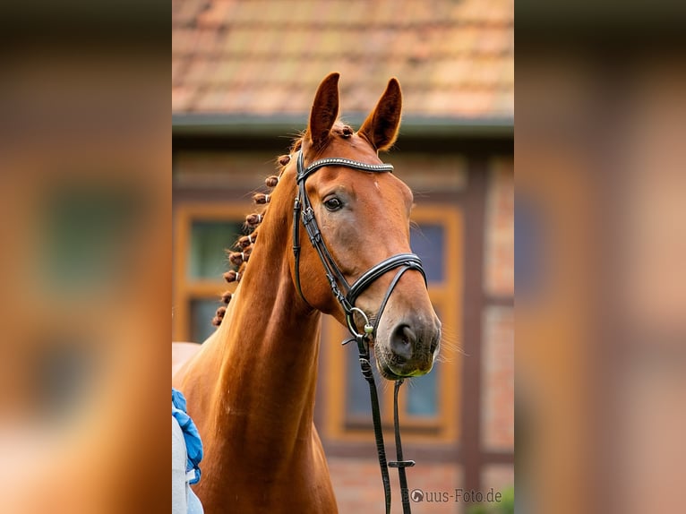 Hanoverian, Gelding, 8 years, 17 hh, Chestnut