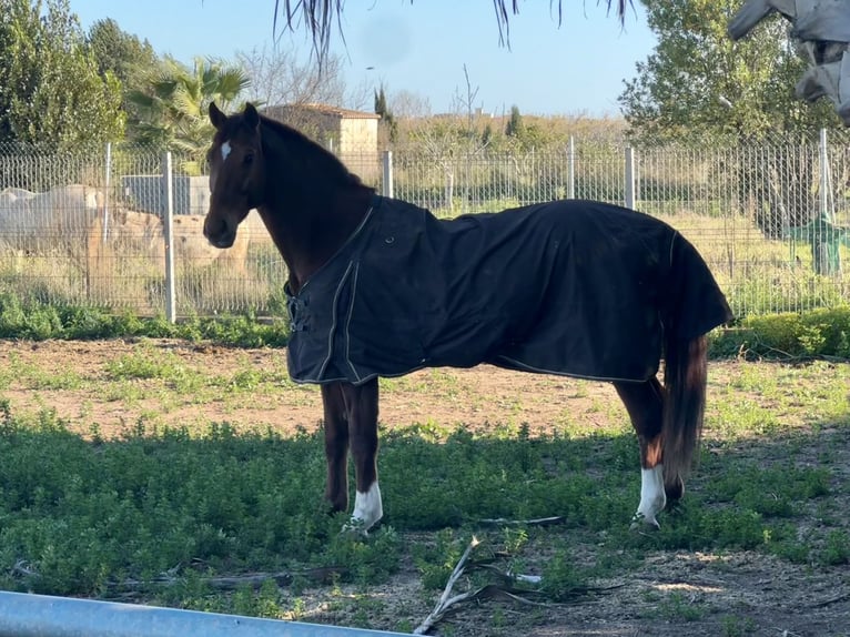 Hanoverian Gelding 8 years 17 hh Chestnut-Red in Castellon De La Plana/Castello De La Pla