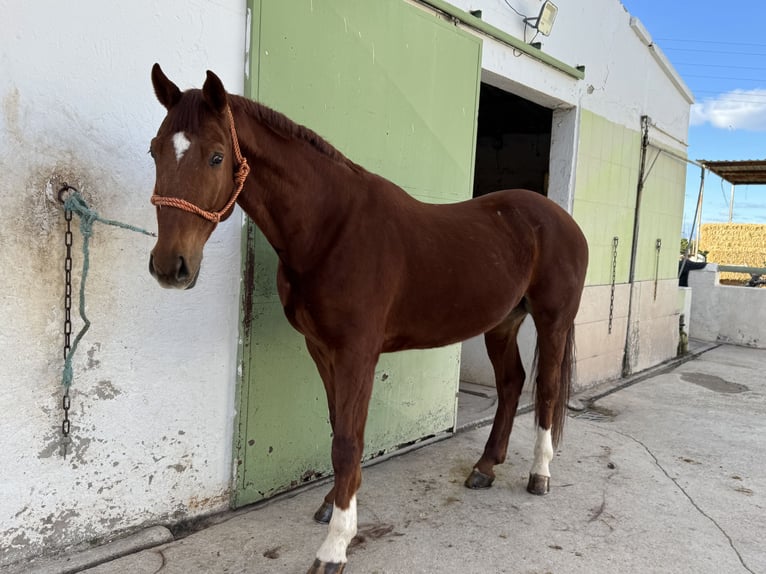 Hanoverian Gelding 8 years 17 hh Chestnut-Red in Castellon De La Plana/Castello De La Pla