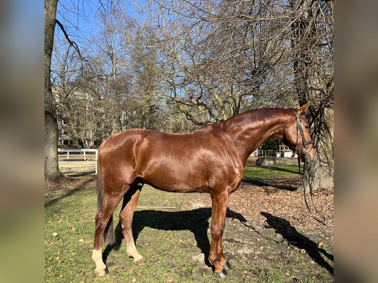 Hanoverian Gelding 8 years 17 hh Chestnut-Red in Hamm