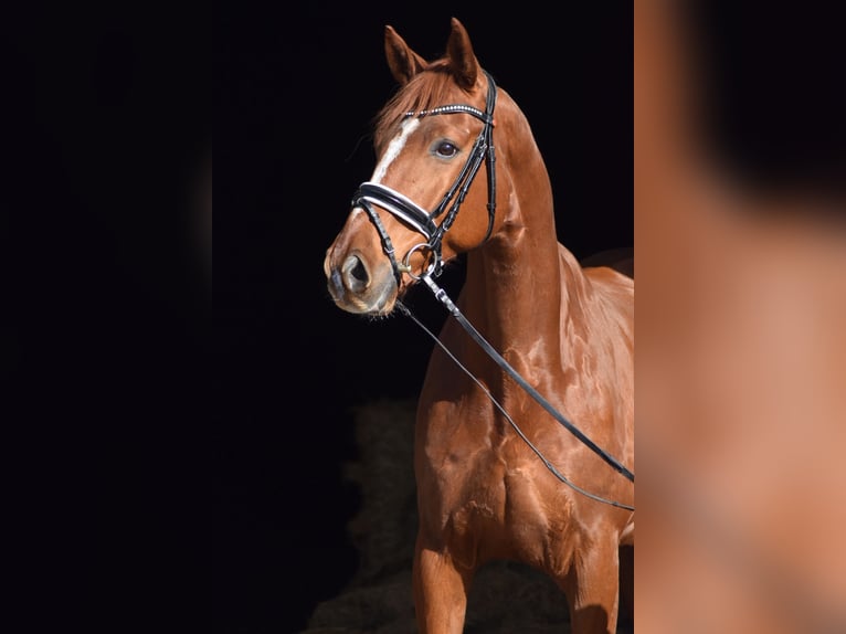 Hanoverian Gelding 8 years 17 hh Chestnut-Red in Herbstein