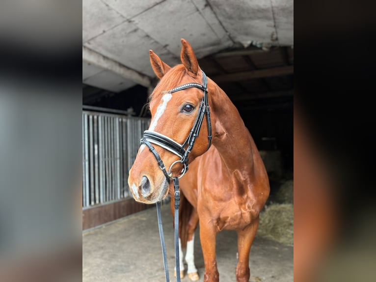 Hanoverian Gelding 8 years 17 hh Chestnut-Red in Herbstein