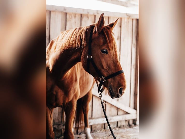 Hanoverian Gelding 8 years 17 hh Chestnut-Red in Leezdorf