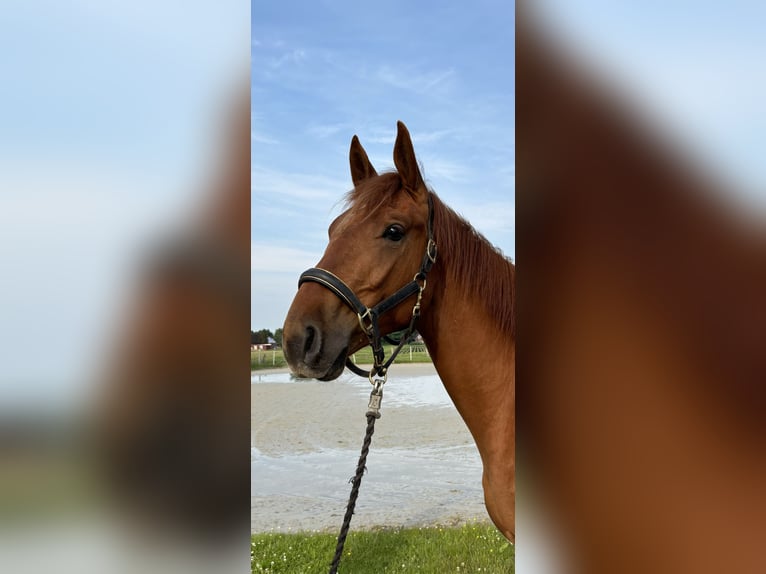 Hanoverian Gelding 8 years 17 hh Chestnut-Red in Leezdorf