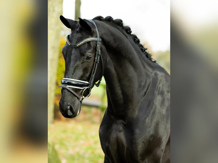 Hanoverian Gelding 8 years 17 hh  in St. Gallen