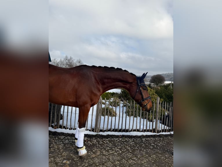 Hanoverian Gelding 8 years 17 hh  in Haiger