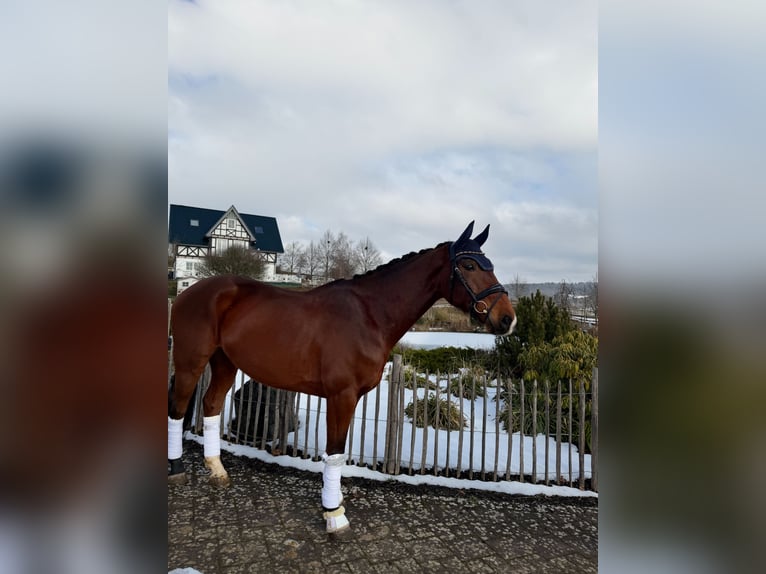 Hanoverian Gelding 8 years 17 hh  in Haiger