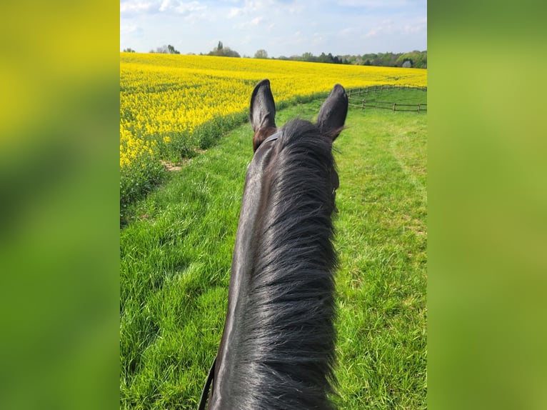 Hanoverian Gelding 8 years 17,1 hh Black in D&#xFC;sseldorf
