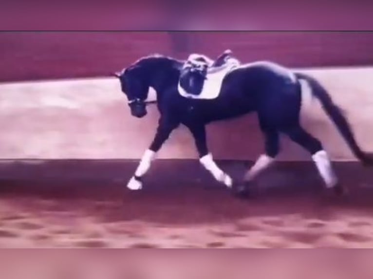 Hanoverian Gelding 8 years 17,1 hh Smoky-Black in Hohen Neuendorf