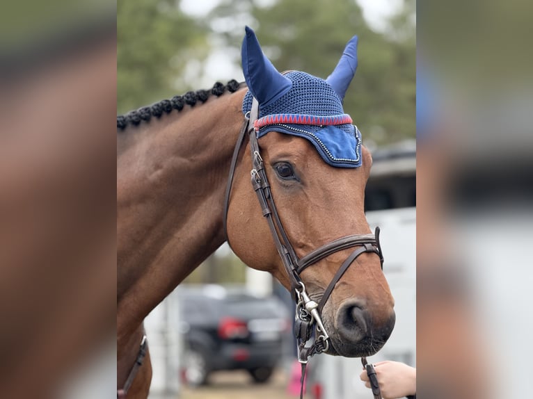 Hanoverian Gelding 8 years 17,2 hh Brown in Celle