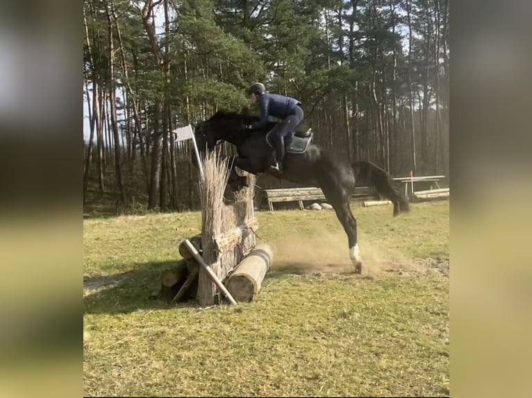 Hanoverian Gelding 8 years 17,2 hh Smoky-Black in Egestorf