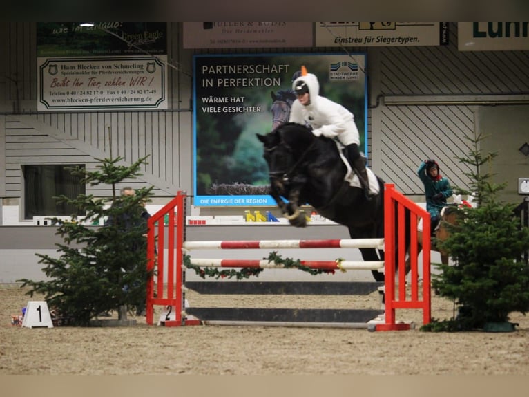 Hanoverian Gelding 8 years 17,2 hh Smoky-Black in Egestorf