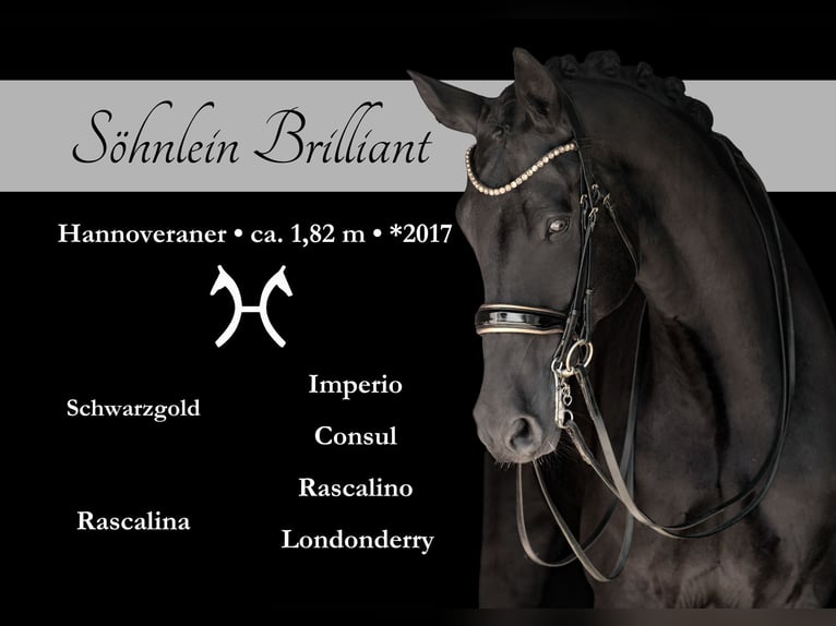 Hanoverian Gelding 8 years 17,3 hh Black in Wehringen