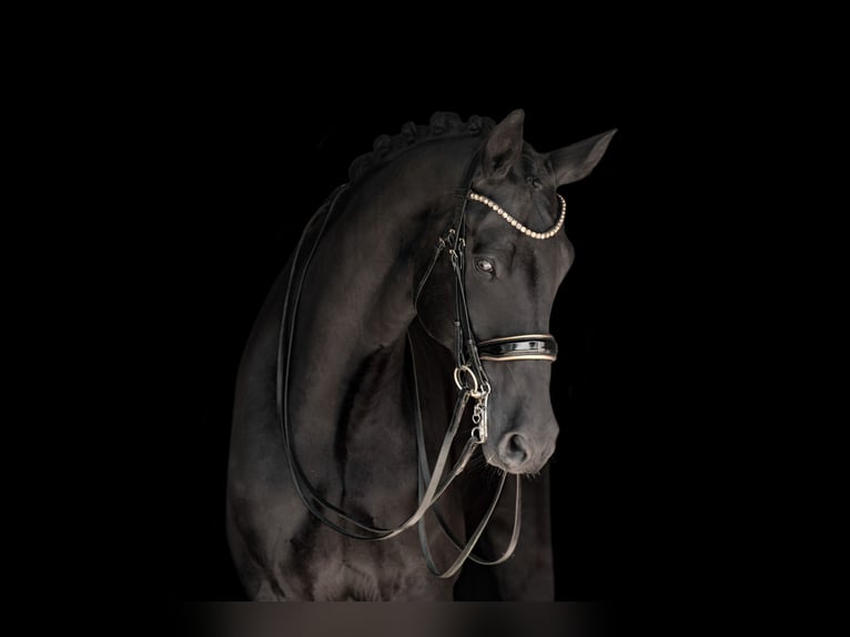 Hanoverian Gelding 8 years 17,3 hh Black in Wehringen