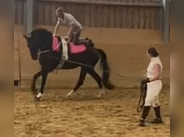 Hanoverian Gelding 8 years 18,2 hh Black in Köln