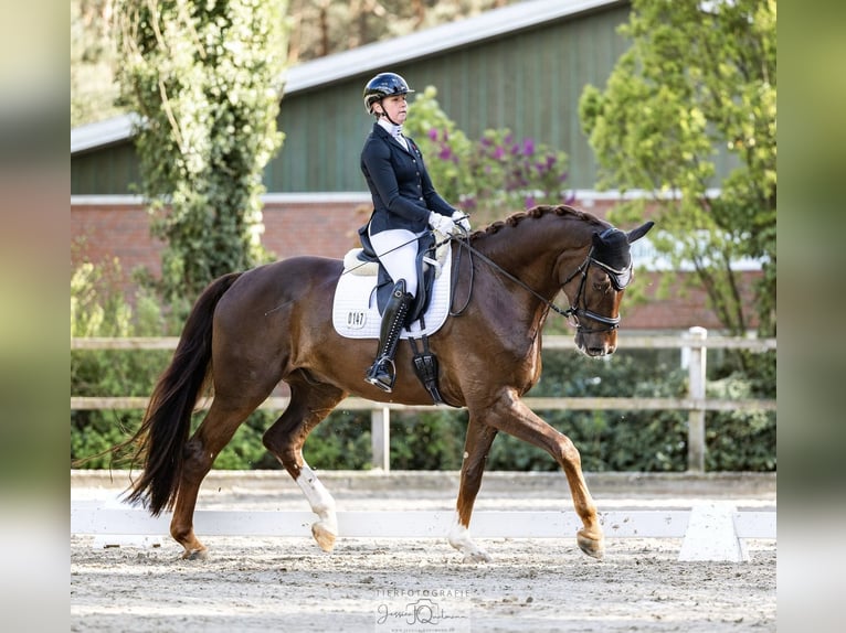Hanoverian Gelding 8 years 18.2 hh Chestnut in Brinkum