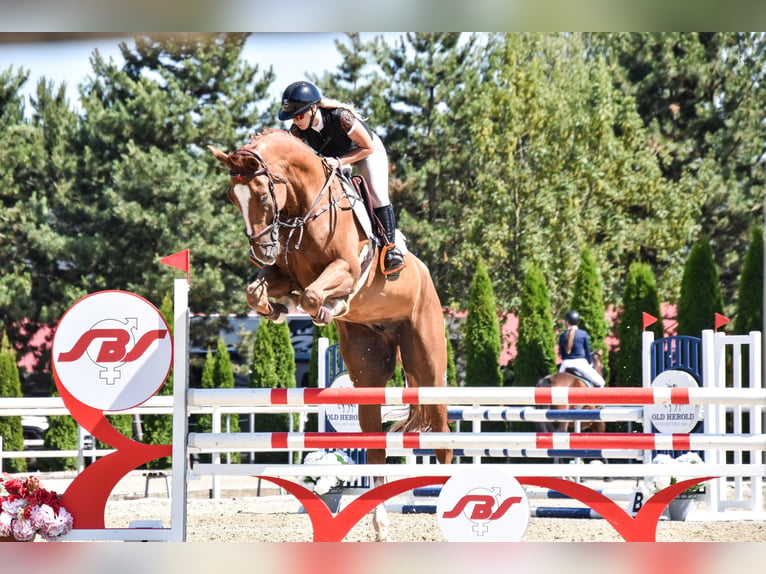 Hanoverian Gelding 8 years 18 hh Chestnut in Slovakia