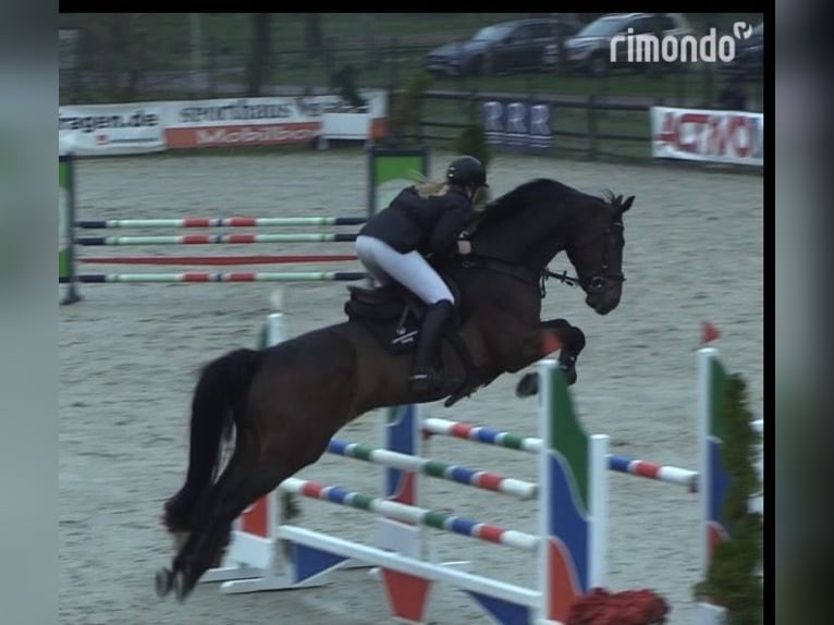 Hanoverian Gelding 8 years Brown in Wächtersbach