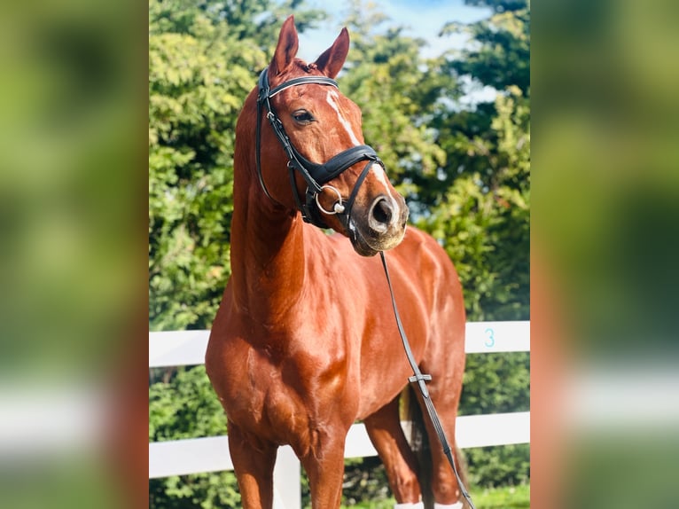 Hanoverian Gelding 8 years Sorrel in Santander