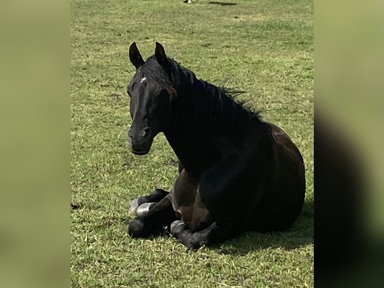Hanoverian Gelding 9 years 15.3 hh Black in Stöckse