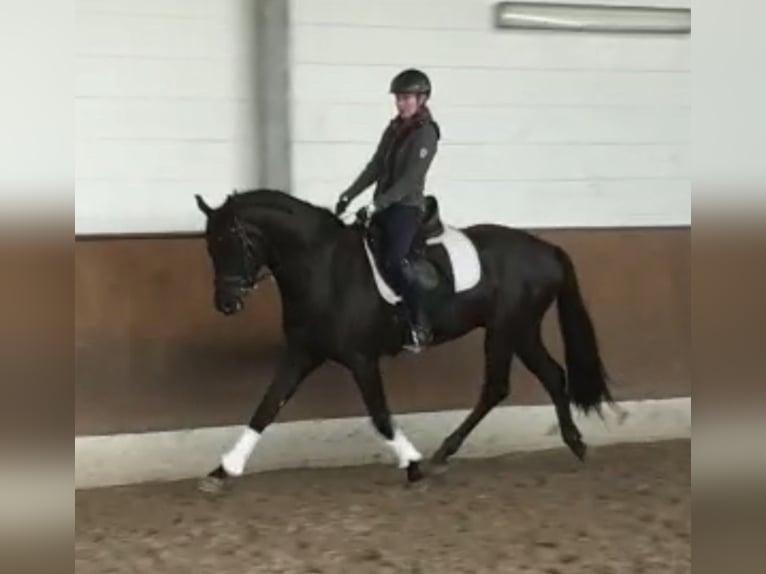Hanoverian Gelding 9 years 15.3 hh Black in Stöckse
