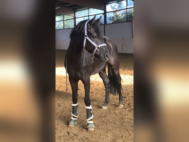 Hanoverian Gelding 9 years 15.3 hh Black in Stöckse