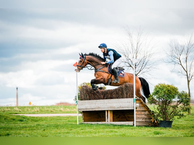 Hanoverian Gelding 9 years 15,3 hh Brown in Feldbach