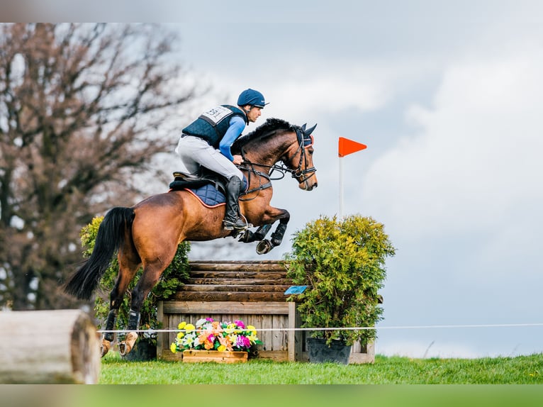 Hanoverian Gelding 9 years 15,3 hh Brown in Feldbach