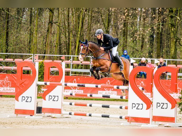 Hanoverian Gelding 9 years 15,3 hh Brown in Feldbach